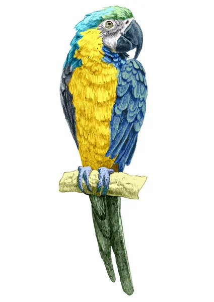 papağan ile illüstrasyon