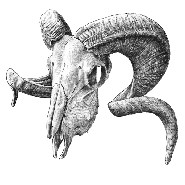 Abbildung mit Totenkopf — Stockvektor