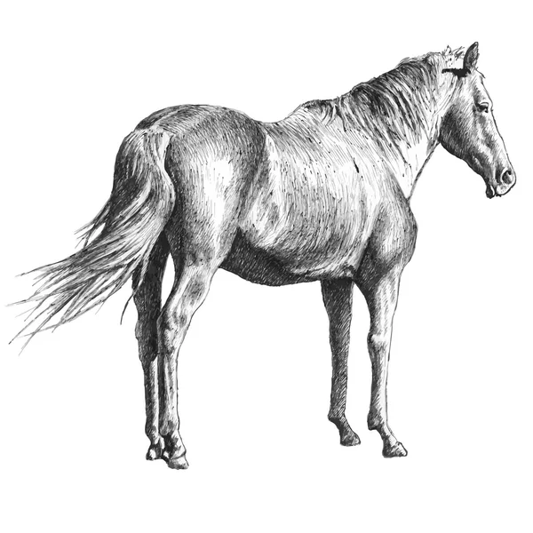 Ilustração com um cavalo — Vetor de Stock