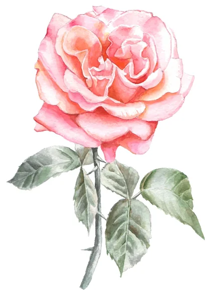 Rose. Akvarel. — Stockový vektor