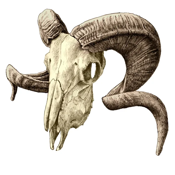 Ilustrasi dengan tengkorak kambing - Stok Vektor