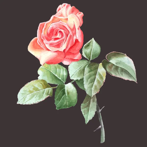 Rose réaliste. Aquarelle . — Image vectorielle