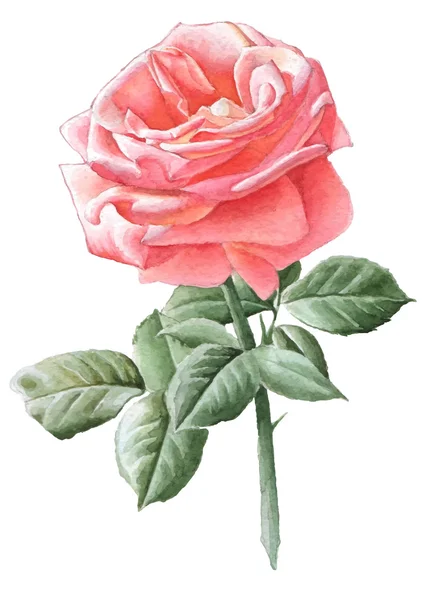 Rosa realista. Acuarela . — Archivo Imágenes Vectoriales