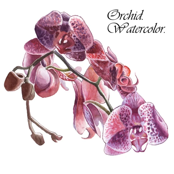 Illustratie met orchidee — Stockvector