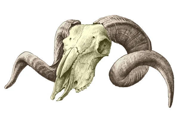Illustrazione con teschio di capra — Vettoriale Stock