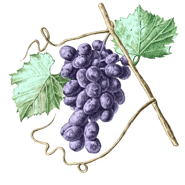 Illustration mit Trauben und Blättern. — Stockvektor