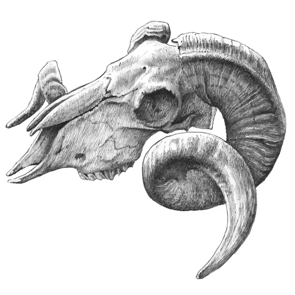 Ilustração com crânio de cabra —  Vetores de Stock