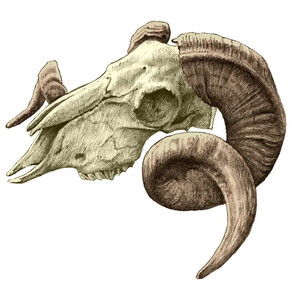 ヤギの頭蓋骨の図 — ストックベクタ