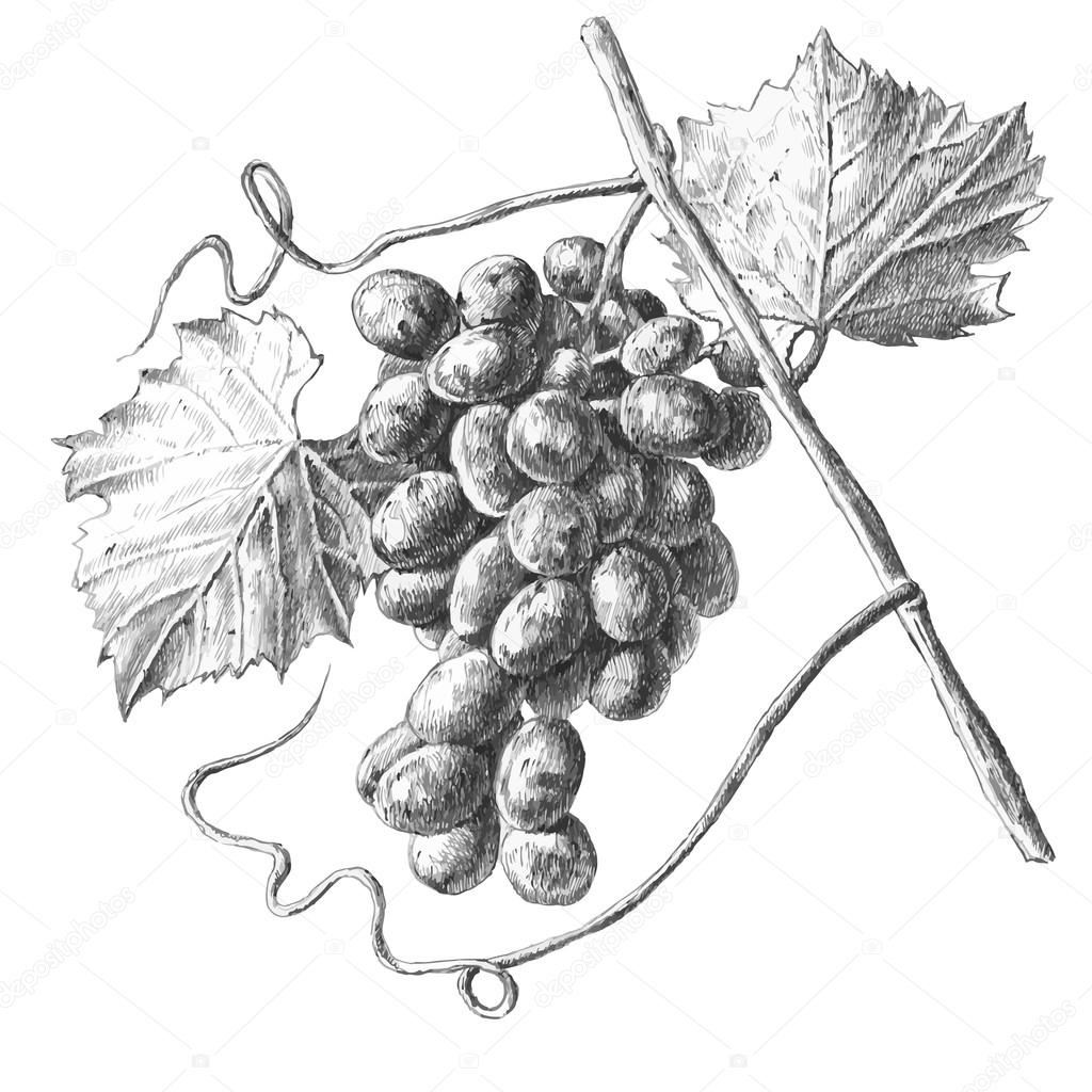 Illustration with grapes and leaves 
