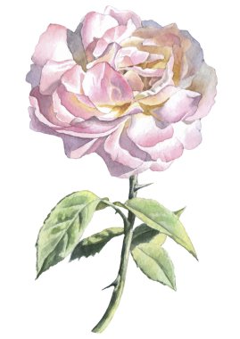 Gerçekçi rose. Suluboya.