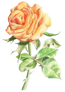 Resimde gerçekçi gül desenli.