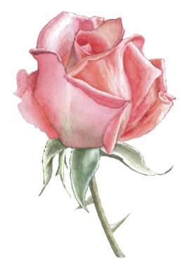 İllüstrasyon kırmızı gül ile.