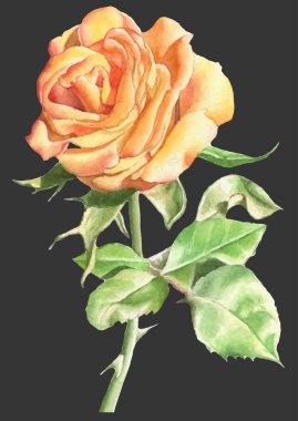 Resimde gerçekçi gül desenli. Suluboya. 