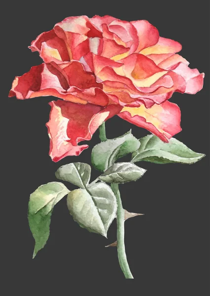 Realistische rose. Aquarel. — Stockvector