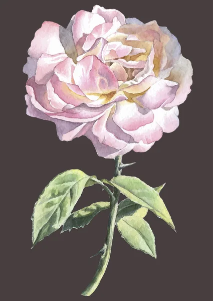 現実的なバラ。水彩. — ストックベクタ