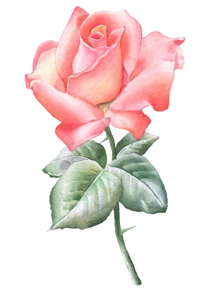 Illustration avec rose rouge . — Image vectorielle