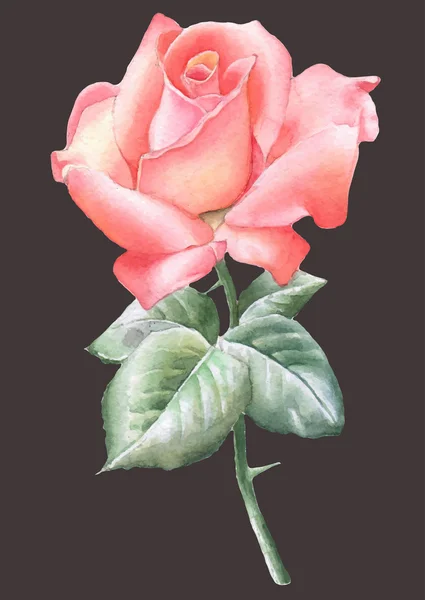 Abbildung mit roter Rose. Aquarell. — Stockvektor
