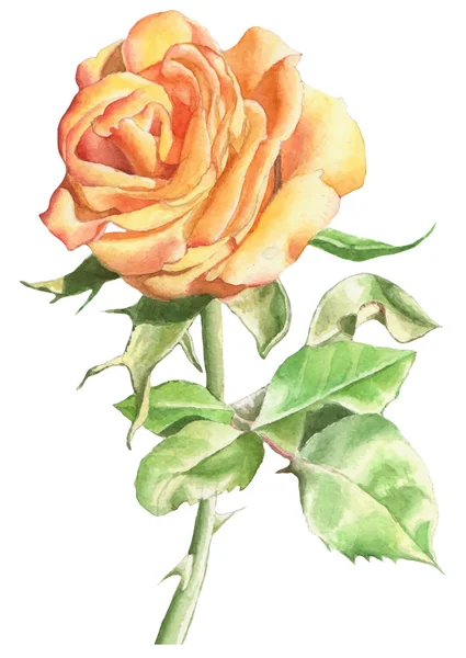 Resimde gerçekçi gül desenli.