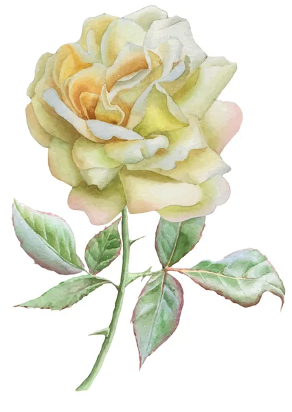 Ilustración con rosa realista. Acuarela . — Vector de stock