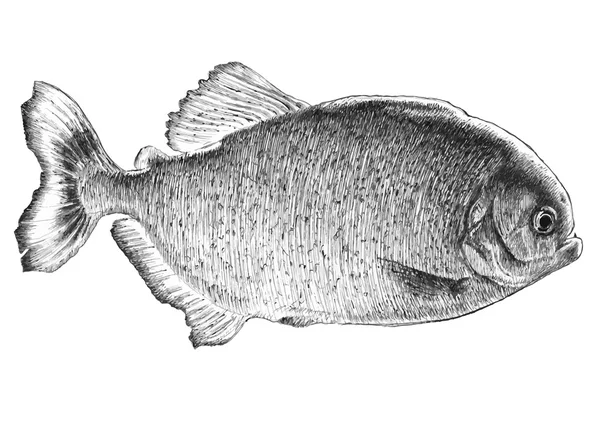 Peixe-piranha — Vetor de Stock