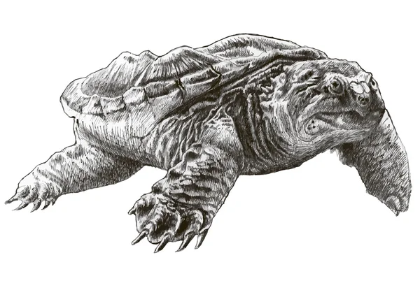 Gemeenschappelijke Elseya turtle — Stockvector