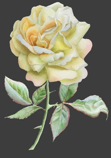 Ilustración con rosa realista . — Archivo Imágenes Vectoriales