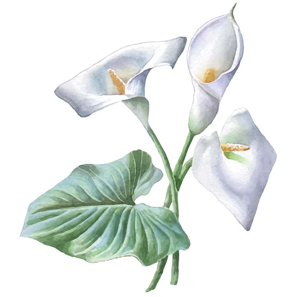 Calla ile illüstrasyon.