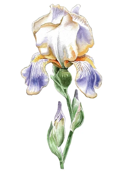 Ilustración con flor acuarela. Iris. . — Vector de stock