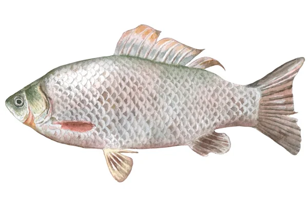 Illustration with crucian fish. Stock Illustration