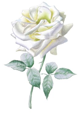 Gerçekçi beyaz gül. Suluboya.