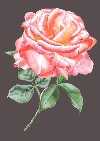 Rose rouge réaliste. Aquarelle . — Image vectorielle