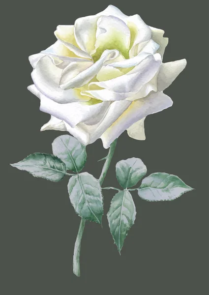 Realistische weiße Rose. Aquarell. — Stockvektor