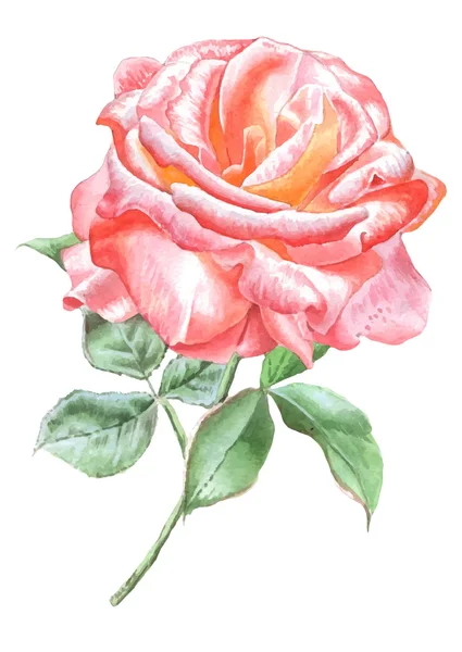 Illustration avec rose rouge . — Image vectorielle