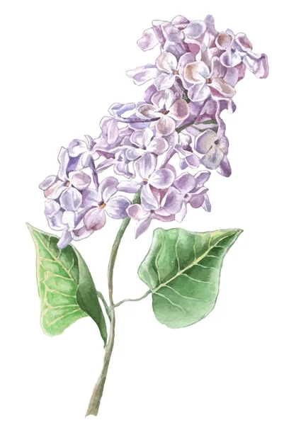 Fleur de lilas . — Image vectorielle