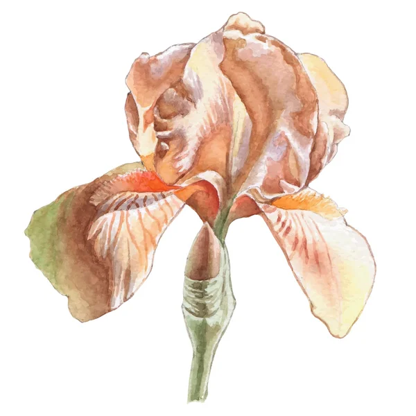 Illustration mit Aquarellblume. Schwertlilie. — Stockvektor