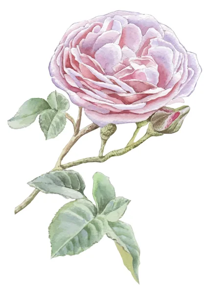 Illustratie met roze roos. — Stockvector