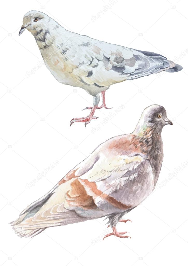 Illustration with two doves.