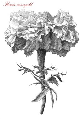Flower marigold. 