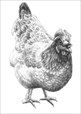 resimde gerçekçi tavuk ile