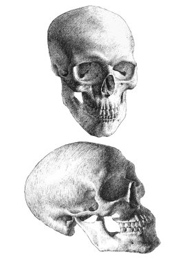 resimde iki anatomik kafatası ile