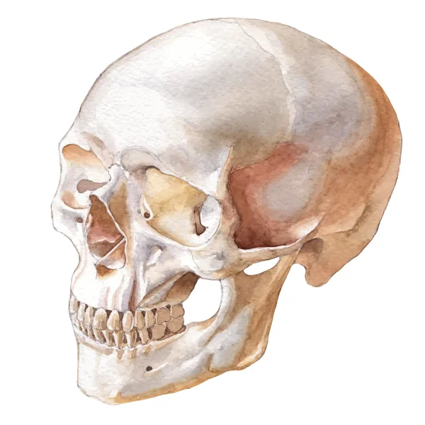頭蓋骨の図. — ストックベクタ