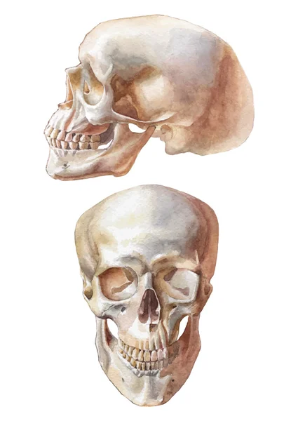 Illustration avec deux crânes — Image vectorielle