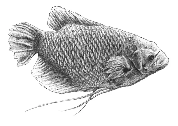 Illustration avec du poisson réaliste. Gourami géant . — Image vectorielle