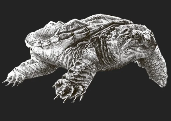 Schnappschildkröte — Stockvektor