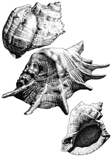 Illustrazione con diverse conchiglie realistiche — Vettoriale Stock