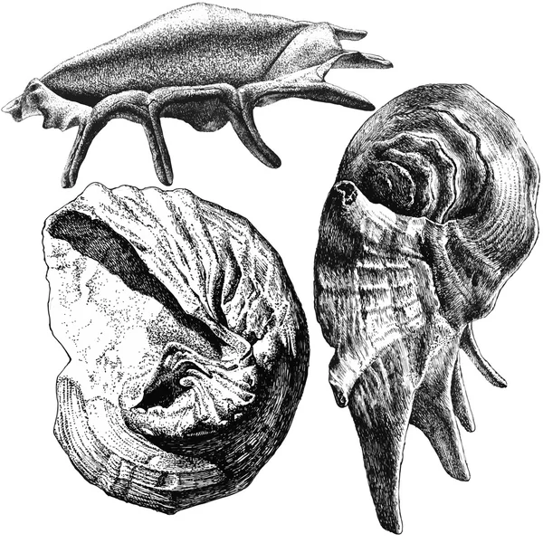 Illustrazione con diverse conchiglie realistiche — Vettoriale Stock