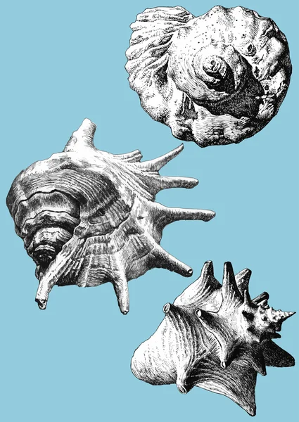 Illustration avec différentes coquilles réalistes — Image vectorielle