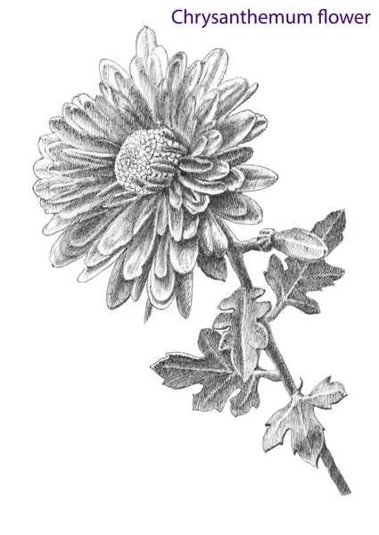 菊の花. — ストックベクタ