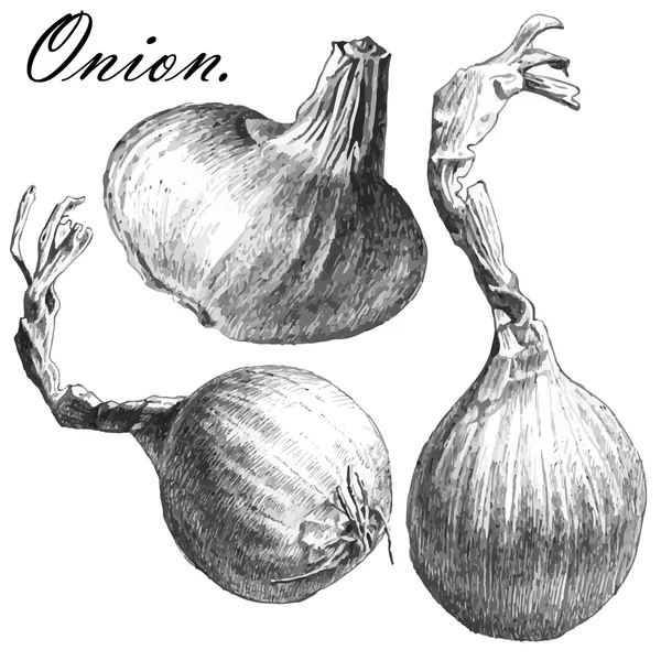 Onion.set. — ストックベクタ