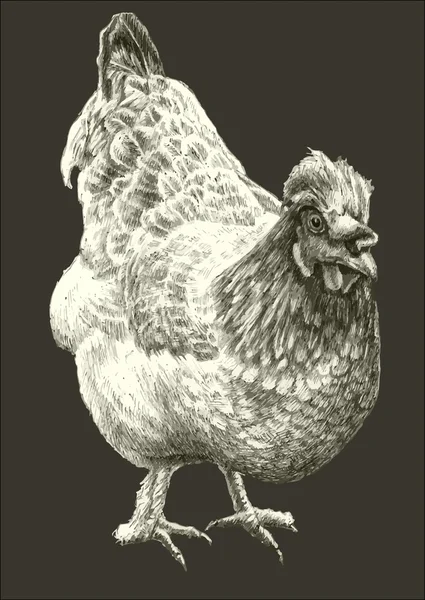 Εικονογράφηση με ρεαλιστική κότα — Διανυσματικό Αρχείο